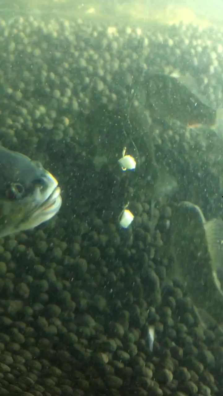 面瓜鱼水下吃饵视频教程,跟随视频教程学钓鱼