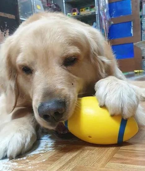 金毛吃贝贝瓜会死吗视频,生死存亡的紧急时刻