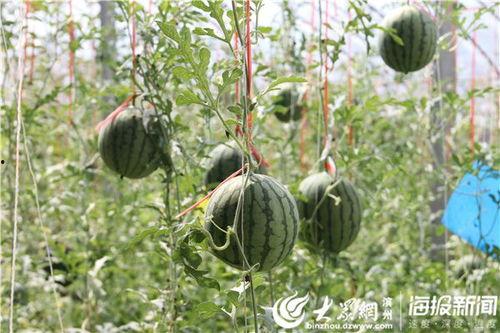 滕州微山吃瓜事件视频,一场网络热议背后的真相揭秘