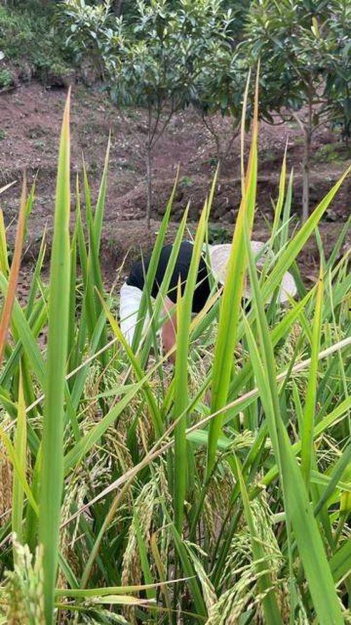 带你吃瓜水葱舞搞笑视频,带你吃瓜，笑出腹肌！