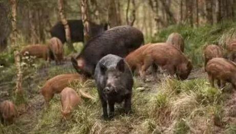 野猪吃红瓜视频播放下载,视频播放下载热潮席卷网络