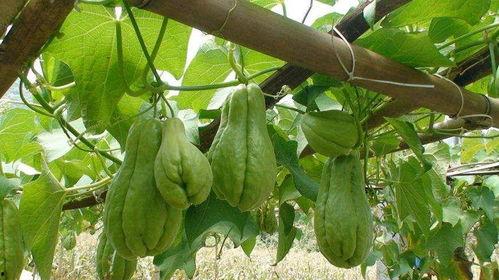 儿童吃佛手瓜视频,儿童趣味吃佛手瓜视频回顾