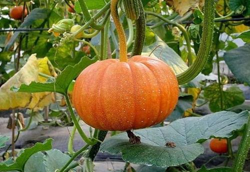 杠杠吃瓜技巧视频,跟着视频一起杠上热搜！