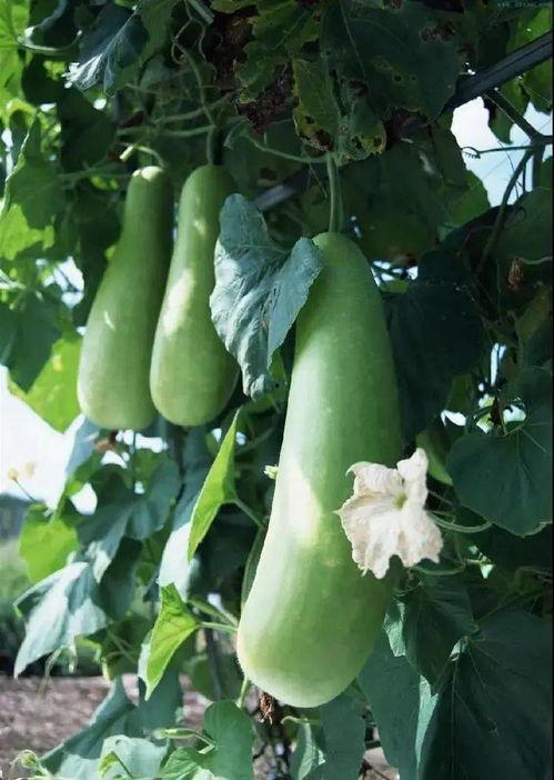 韩国弟弟吃蒲瓜视频网站