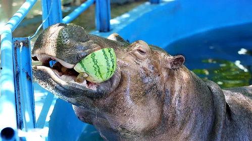 给河马吃哈密瓜视频在线观看,哈密瓜盛宴在线直播
