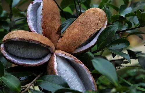 给妈妈吃八月瓜视频播放,为妈妈制作健康营养佳肴